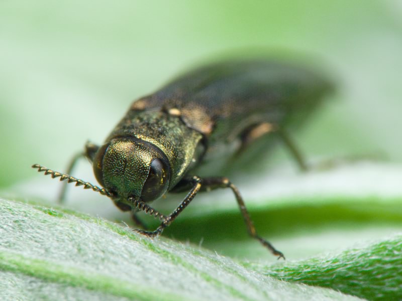 Agrilus zigzag Marseul, 1866
